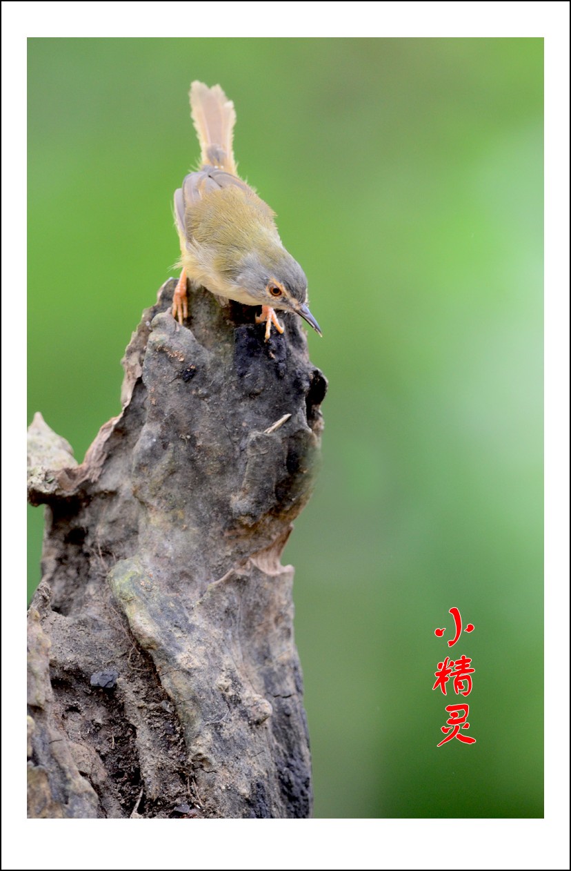DSC_4685_conew1.jpg