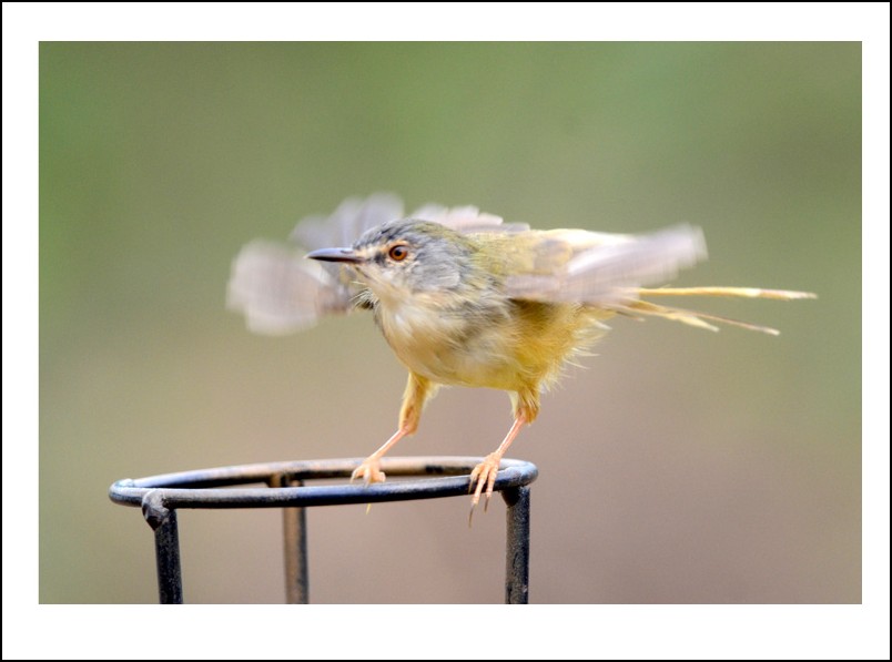 DSC_3844_conew1.jpg