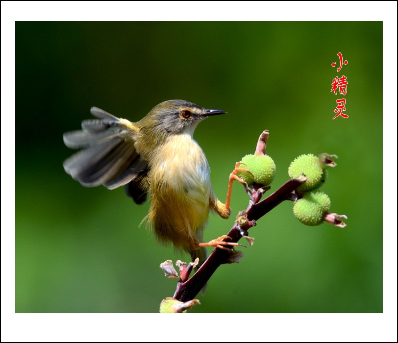 DSC_7217_conew1.jpg