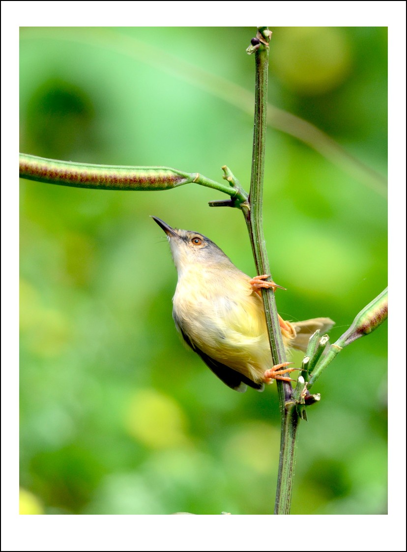 DSC_5331_conew1.jpg