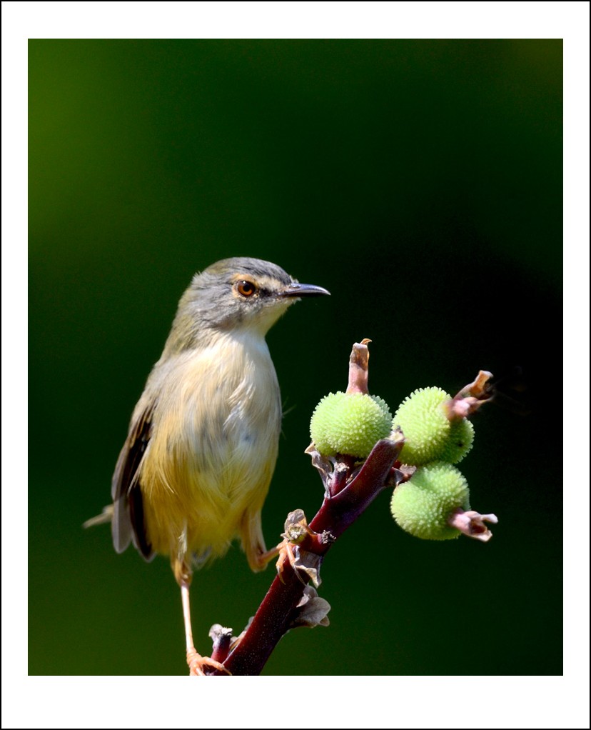 DSC_7260_conew1.jpg