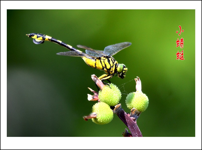 DSC_7105_conew1.jpg