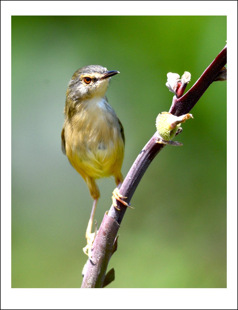 DSC_7162_conew1.jpg