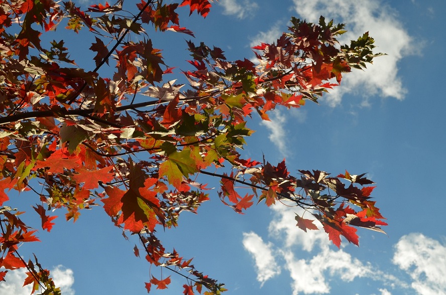 mleaf (11).JPG