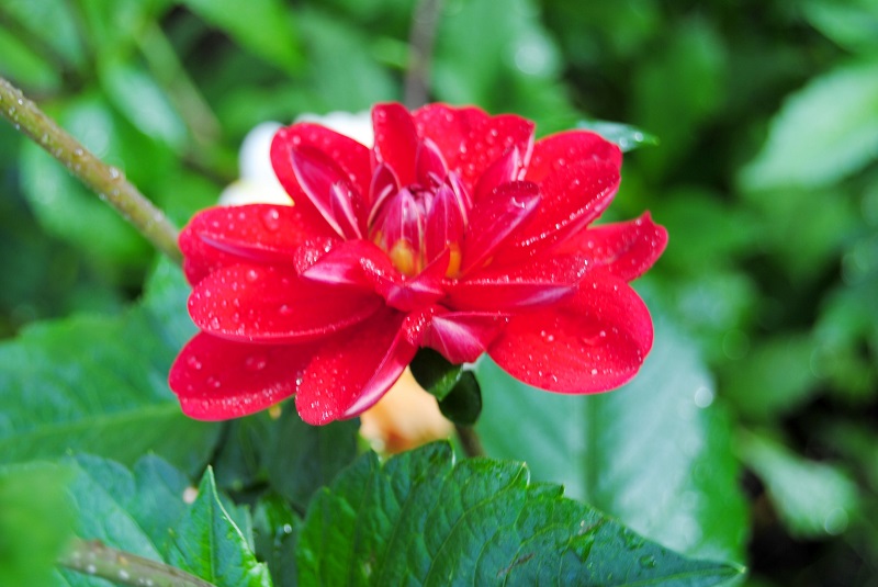 DSC_0130.JPG