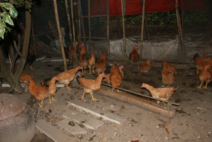 Canon&#39;s T2i 1182.JPG