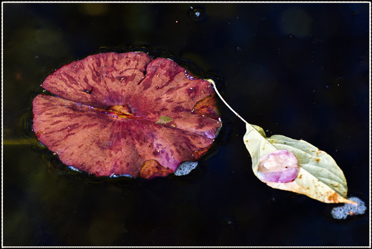 DSC_1162.jpg