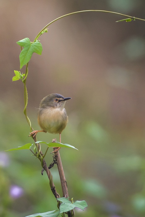 DSC_1153.jpg