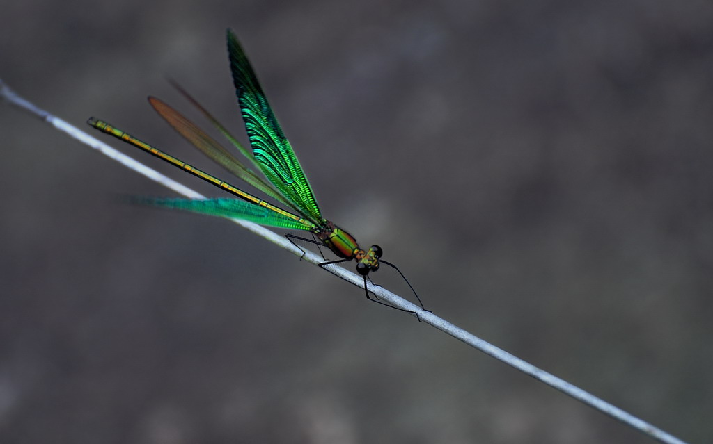 DSC_98091a.jpg