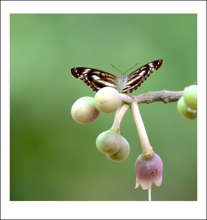 DSC_8424_conew1.jpg