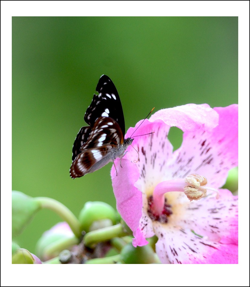 DSC_8414_conew1.jpg