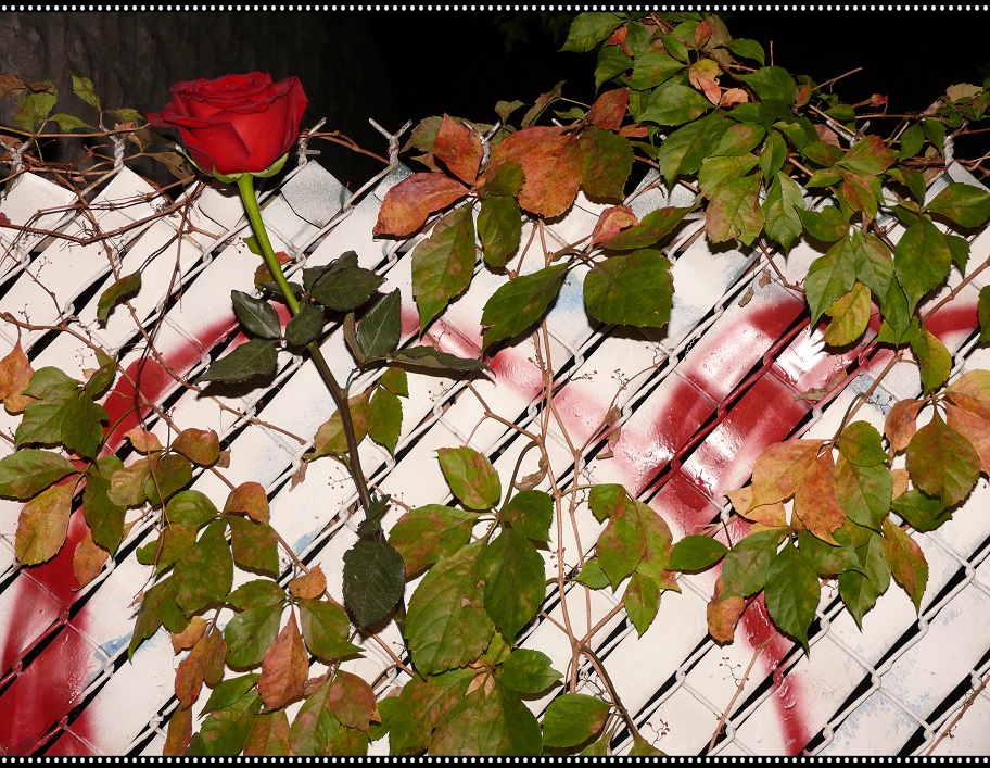 l1060411_conew1.jpg