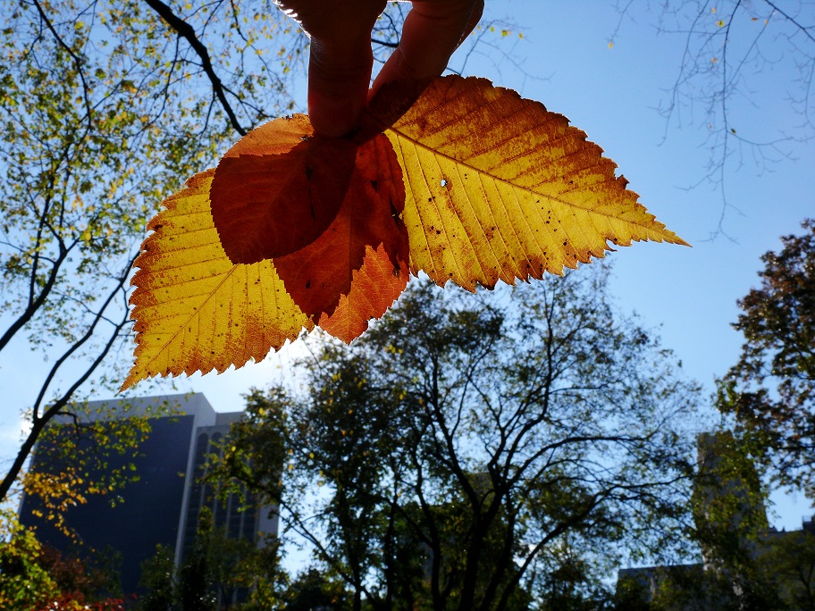 l1070200_conew1.jpg