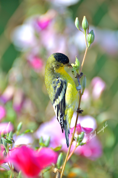 DSC_2834_����.png