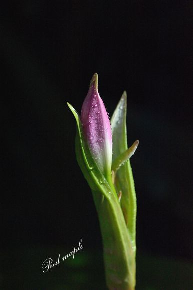 DSC_2756_����.jpg