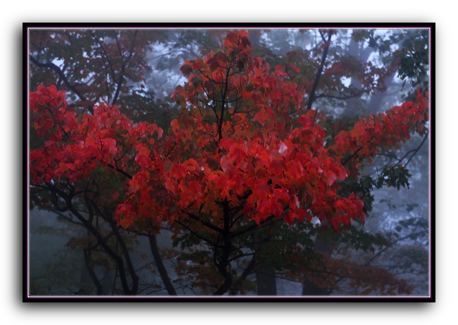DSC_2620.jpg
