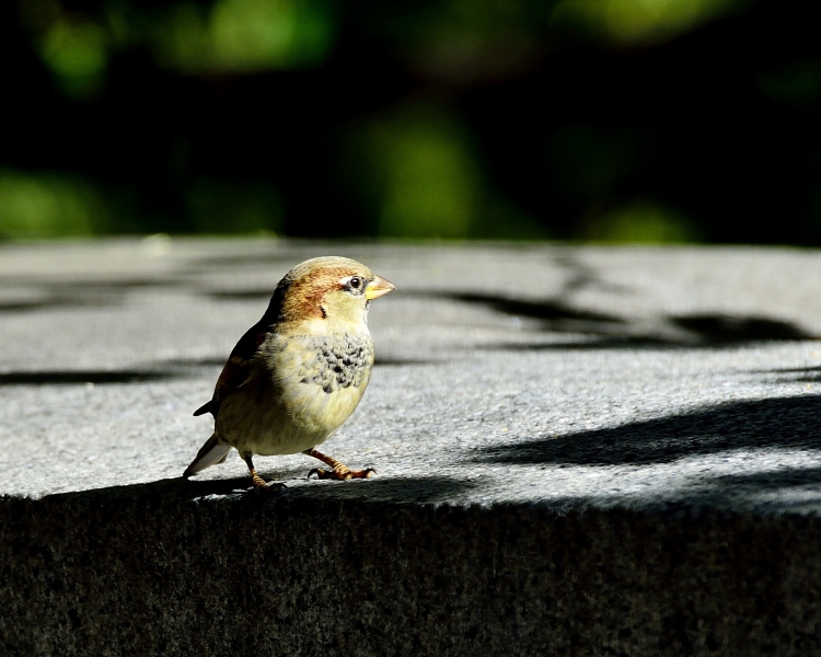 _DSC5981_01.JPG