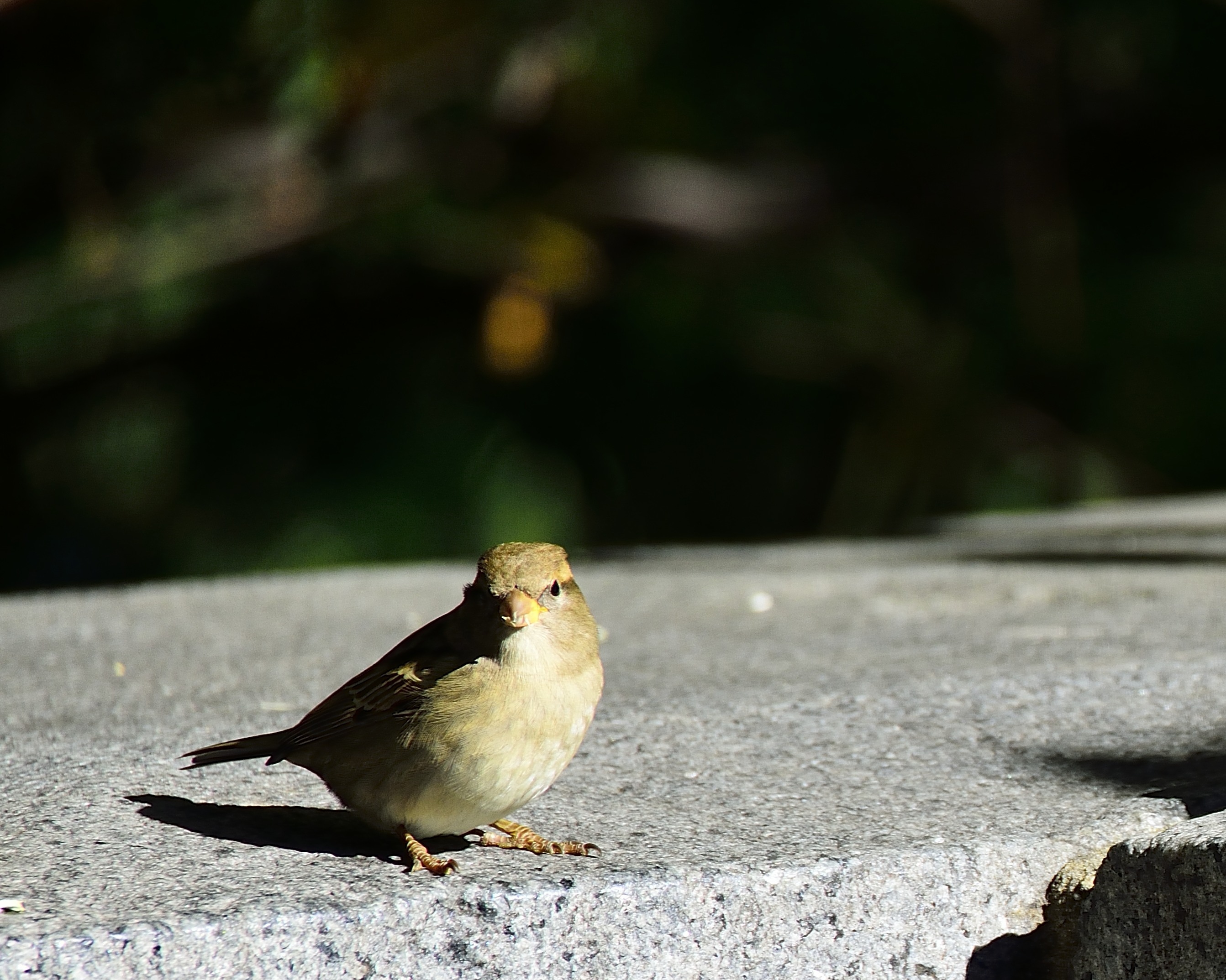 _DSC5980.JPG