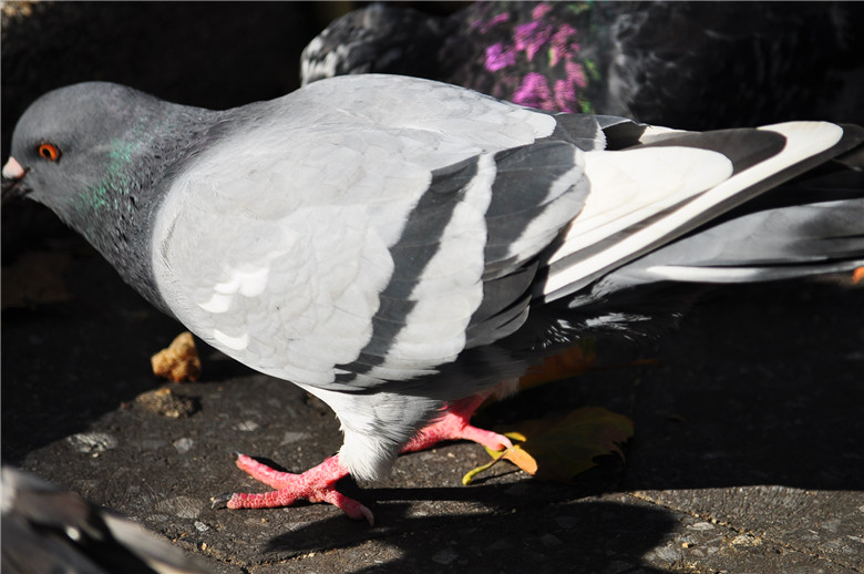 DSC_0800.jpg