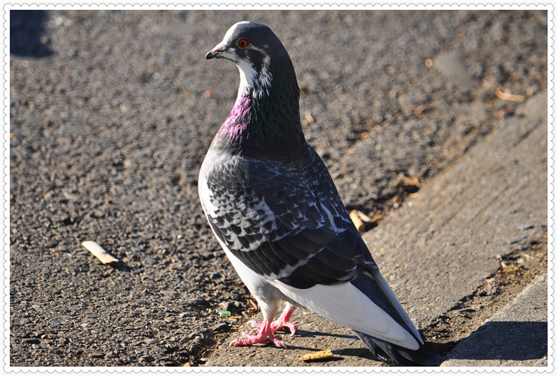 DSC_0866.jpg