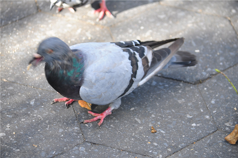 DSC_0799.jpg
