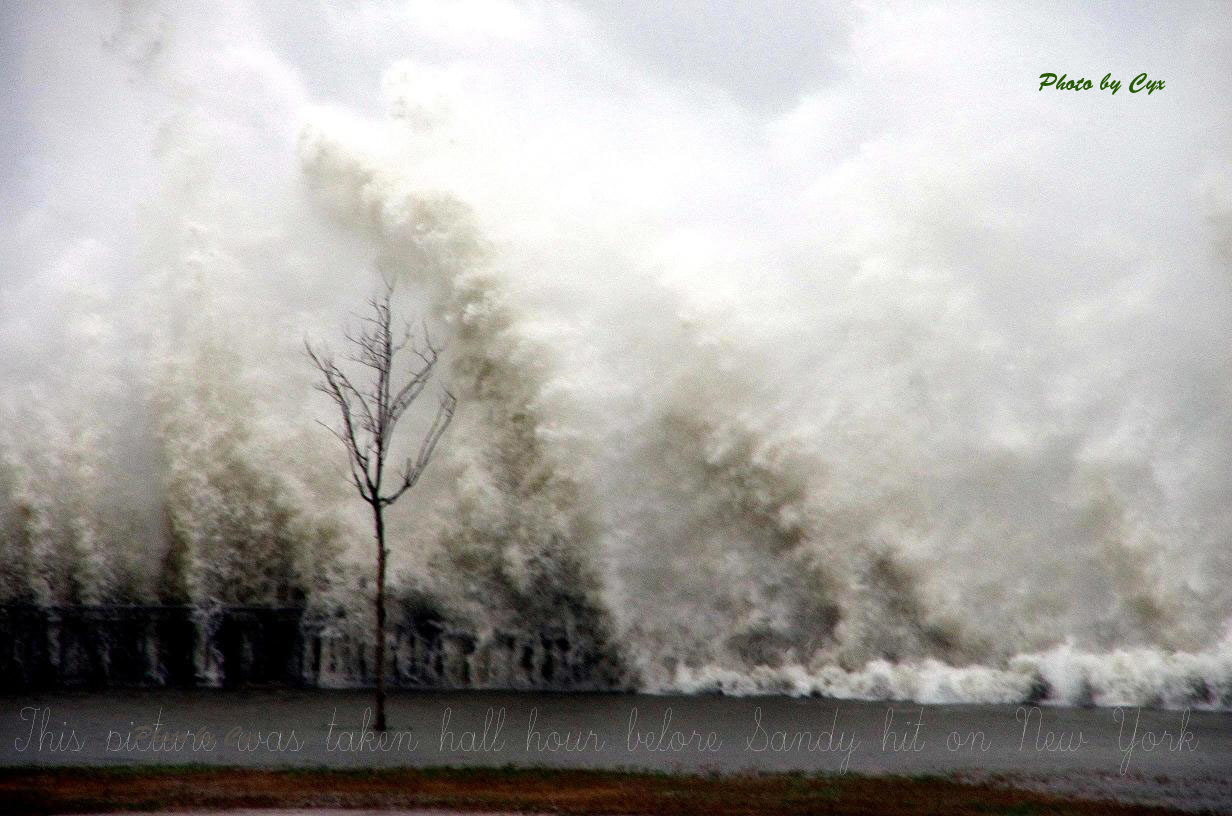 SandyTree_ps.jpg