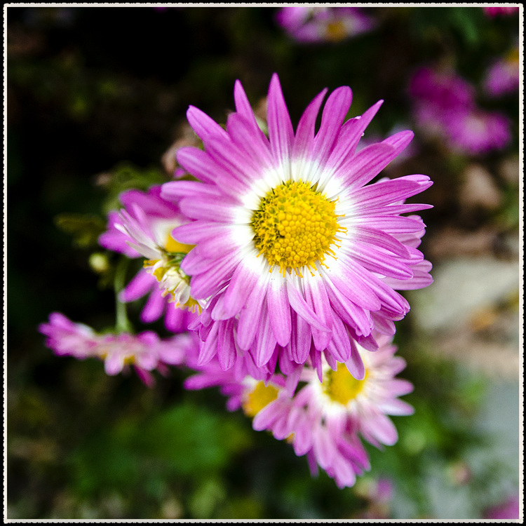DSC_1281.jpg