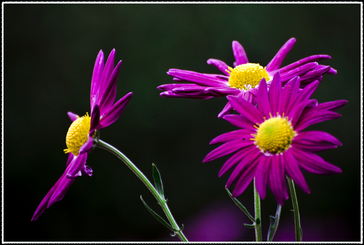 DSC_1030.jpg