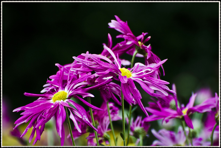 DSC_0974.jpg