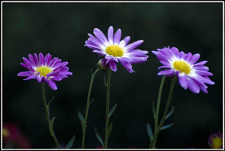 DSC_0964.jpg