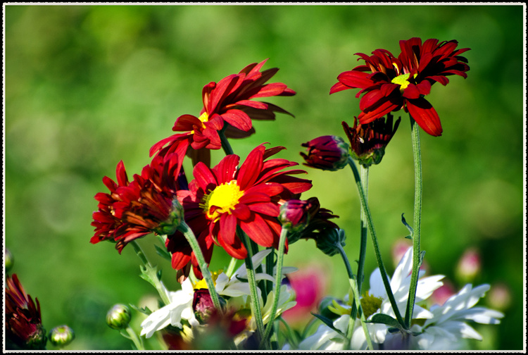 DSC_1037.jpg