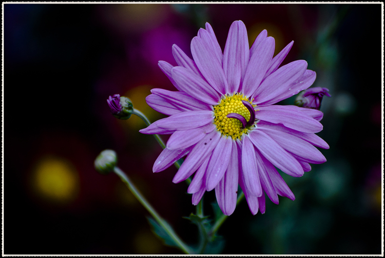DSC_0982.jpg
