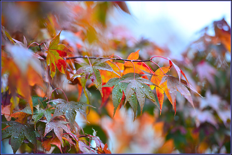 DSC_0784.jpg