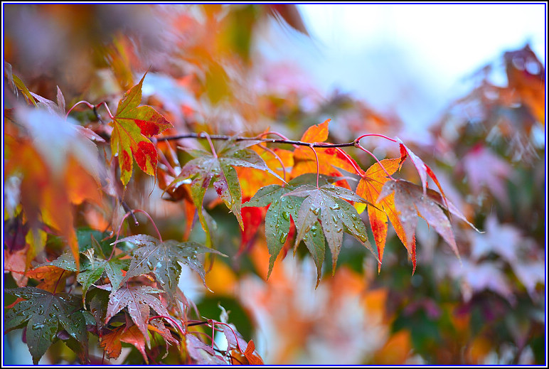 DSC_0784.jpg