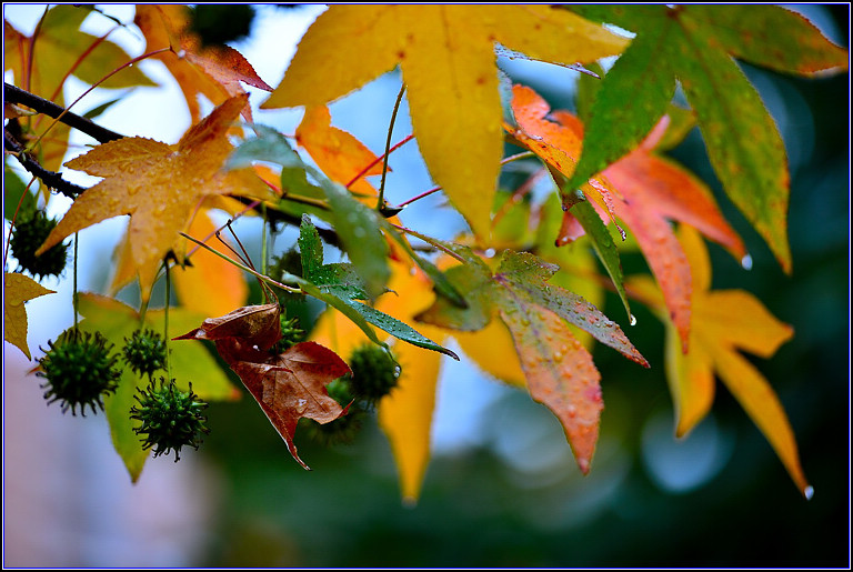 DSC_0659.jpg