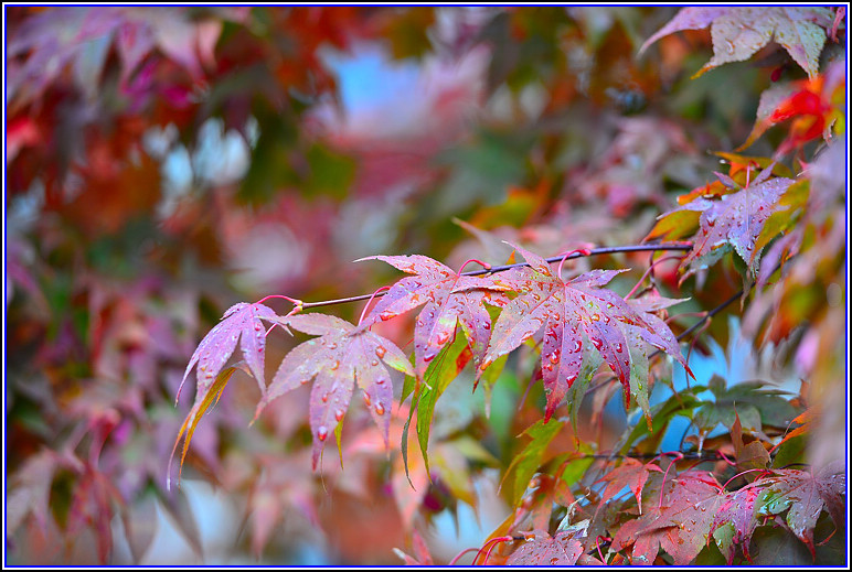 DSC_0782.jpg