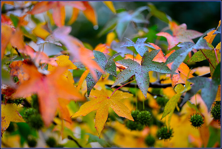DSC_0657.jpg
