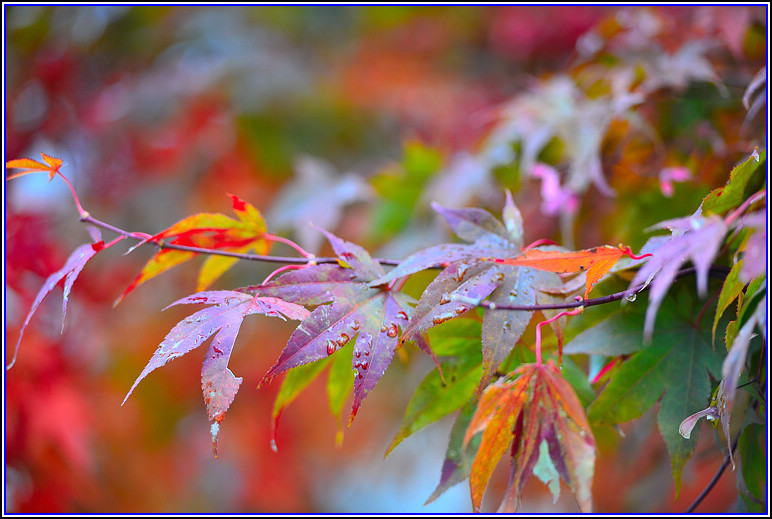 DSC_0781.jpg