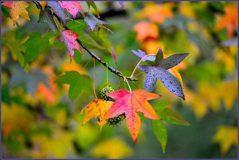DSC_0663.jpg