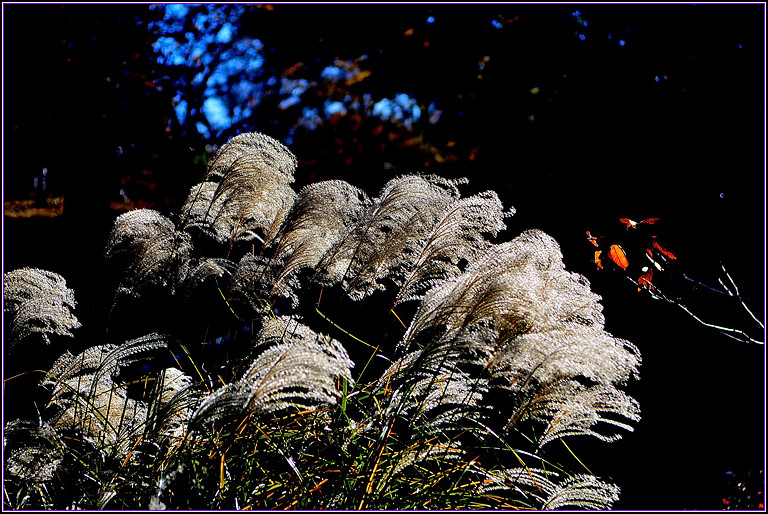 DSC_1051.jpg