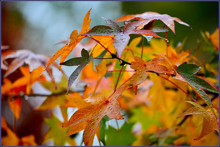 DSC_0654.jpg
