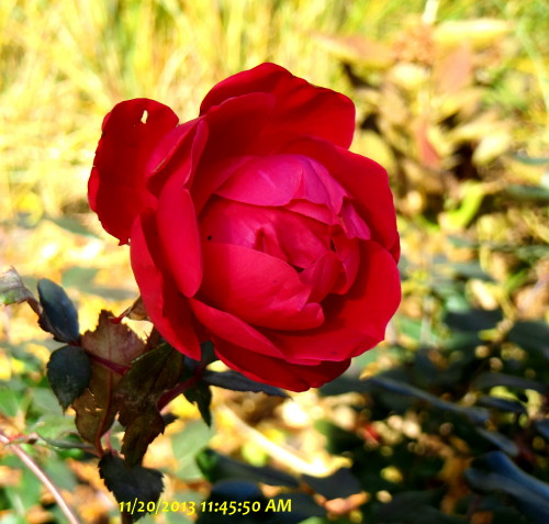 IMG_0001_6033.jpg