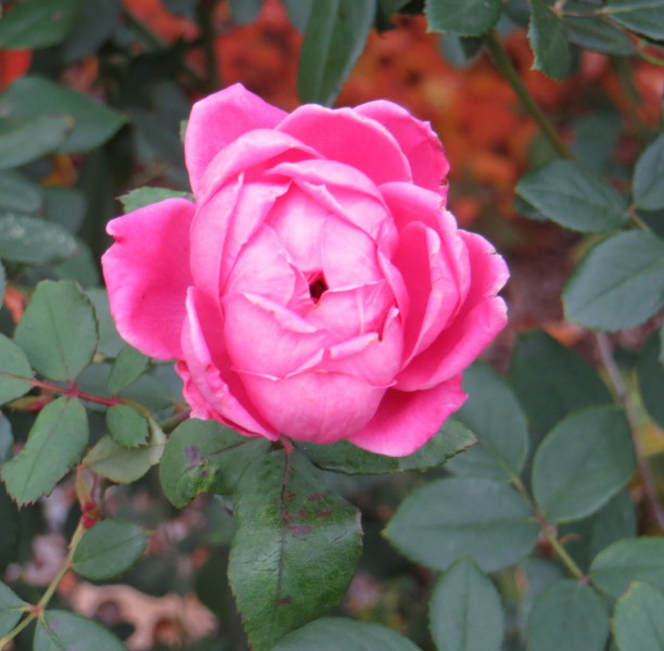 IMG_0001_5927.jpg
