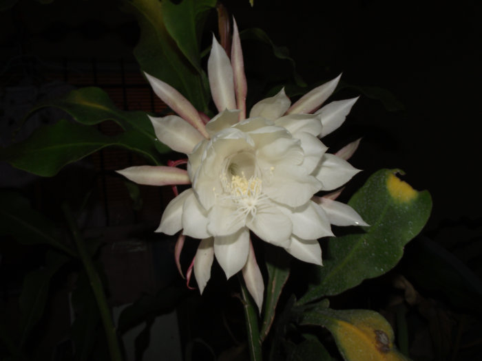 2011_06280050.JPG