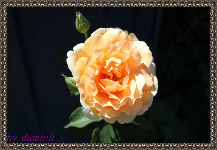 2012_07070233.JPG