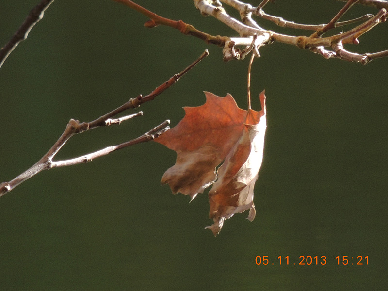Golden gate park 645_.jpg