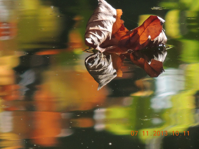 Golden gate park 906_.jpg