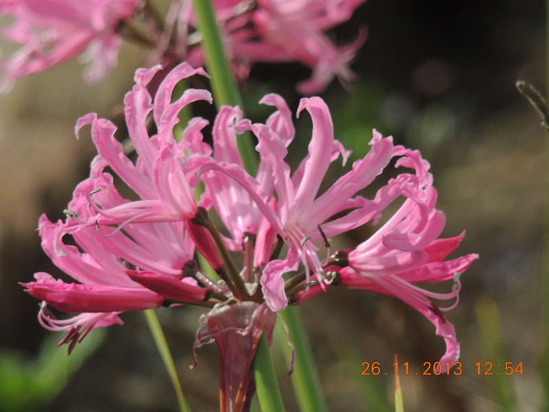 flower 039_.jpg