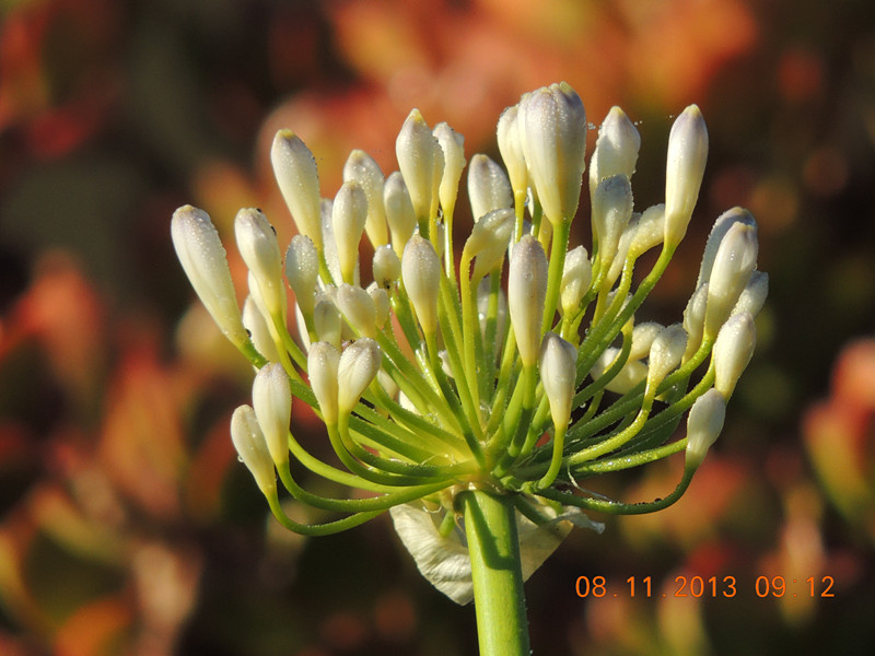 flower #2 018_.jpg