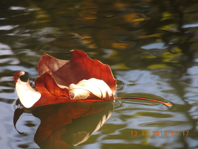 Golden gate park 948_.jpg